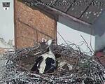 Capi_Dubne_20250520_113503.jpg