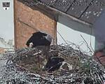 Capi_Dubne_20250520_115003.jpg