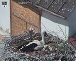 Capi_Dubne_20250520_120504.jpg