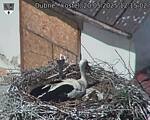 Capi_Dubne_20250520_121502.jpg