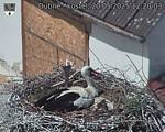 Capi_Dubne_20250520_122004.jpg