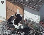 Capi_Dubne_20250520_124002.jpg