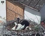Capi_Dubne_20250520_124502.jpg