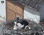 Capi_Dubne_20250520_125003.jpg