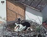 Capi_Dubne_20250520_125503.jpg