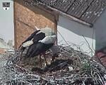 Capi_Dubne_20250520_130002.jpg