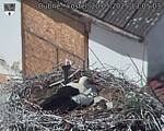 Capi_Dubne_20250520_130503.jpg