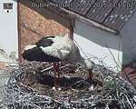 Capi_Dubne_20250520_131002.jpg