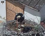 Capi_Dubne_20250520_131503.jpg
