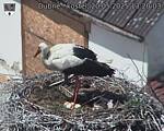 Capi_Dubne_20250520_132003.jpg