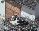 Capi_Dubne_20250520_134504.jpg