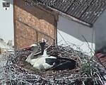 Capi_Dubne_20250520_135003.jpg