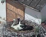 Capi_Dubne_20250520_135502.jpg