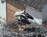 Capi_Dubne_20250520_140003.jpg