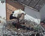 Capi_Dubne_20250520_140503.jpg