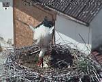 Capi_Dubne_20250520_141004.jpg