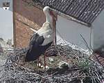 Capi_Dubne_20250520_143503.jpg
