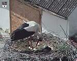 Capi_Dubne_20250520_144503.jpg