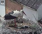Capi_Dubne_20250520_145003.jpg