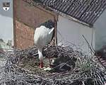 Capi_Dubne_20250520_145503.jpg