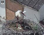 Capi_Dubne_20250520_150003.jpg
