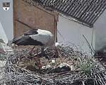 Capi_Dubne_20250520_153003.jpg