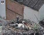 Capi_Dubne_20250520_161503.jpg