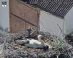 Capi_Dubne_20250520_163003.jpg