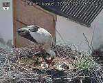 Capi_Dubne_20250520_165503.jpg