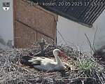 Capi_Dubne_20250520_171503.jpg