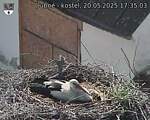 Capi_Dubne_20250520_173503.jpg