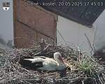 Capi_Dubne_20250520_174503.jpg