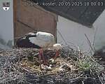 Capi_Dubne_20250520_180003.jpg