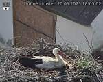 Capi_Dubne_20250520_180502.jpg