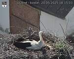 Capi_Dubne_20250520_181503.jpg