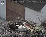 Capi_Dubne_20250520_182002.jpg