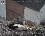 Capi_Dubne_20250520_182503.jpg