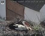 Capi_Dubne_20250520_183003.jpg