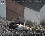 Capi_Dubne_20250520_183503.jpg