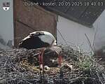 Capi_Dubne_20250520_184003.jpg