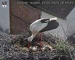 Capi_Dubne_20250520_184503.jpg