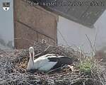 Capi_Dubne_20250520_185502.jpg