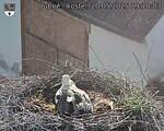 Capi_Dubne_20250520_191003.jpg