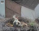 Capi_Dubne_20250520_191503.jpg