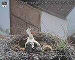 Capi_Dubne_20250520_192003.jpg