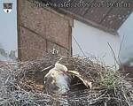 Capi_Dubne_20250520_193003.jpg