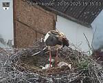 Capi_Dubne_20250520_193503.jpg