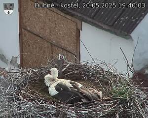 Capi_Dubne_20250520_194003.jpg (1350 x 1080)