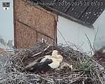 Capi_Dubne_20250520_200503.jpg