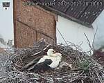 Capi_Dubne_20250520_201003.jpg